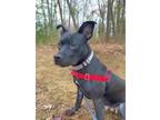 Adopt Harpy a Terrier, Pit Bull Terrier