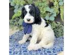 Goldendoodle Puppy for sale in Elkland, MO, USA