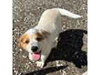 Adopt Mars a Australian Cattle Dog / Blue Heeler, Labrador Retriever