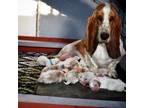 Basset Hounds