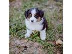 Mutt Puppy for sale in Winter Haven, FL, USA