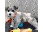 Schnauzer (Miniature) Puppy for sale in Middlebury, IN, USA