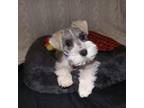 Schnauzer (Miniature) Puppy for sale in Middlebury, IN, USA