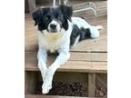 Adopt Fefe a Border Collie