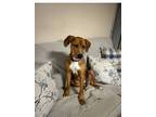 Adopt Gwen a Rhodesian Ridgeback, Redbone Coonhound