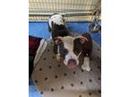 Adopt Mazie a Staffordshire Bull Terrier