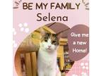 Adopt Selena a American Shorthair