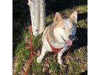 Adopt Aspen a Siberian Husky