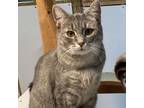 Adopt Molly Magee a Domestic Short Hair, Tabby