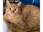 Adopt Dynamite a Manx, Domestic Short Hair