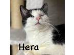 Adopt Hera a Domestic Short Hair