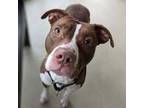 Adopt Stella a Pit Bull Terrier