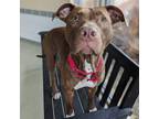 Adopt Bella a Pit Bull Terrier