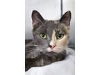 Adopt Cannoli a Domestic Short Hair