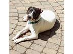 Adopt Dottie a Pointer