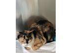 Adopt Anya a Domestic Short Hair