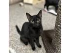 Adopt Toast a Domestic Short Hair