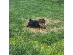 Yorkshire Terrier Puppy for sale in Lindsay, CA, USA