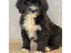 Portuguese Water Dog Puppy for sale in Albany, NY, USA