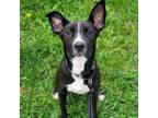 Adopt Olive Oil a Pit Bull Terrier