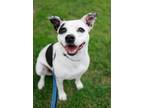 Adopt Liliana a American Staffordshire Terrier, Mixed Breed