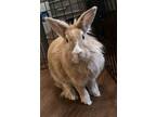 Adopt Butterscotch a Lionhead