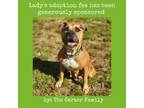 Adopt Lady a American Staffordshire Terrier, Boxer