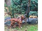 Adopt Bella a Rhodesian Ridgeback