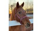Adopt Red Cookie a Standardbred