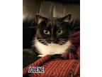 Adopt Jolene a Domestic Short Hair