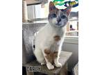 Adopt Carly a Domestic Short Hair