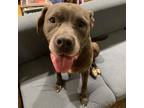 Adopt Bailey a Pit Bull Terrier