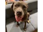 Adopt Orchid a Pit Bull Terrier