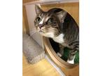 Adopt Rosey *Featured at Petco in Columbia, MD* a Domestic Short Hair