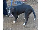 Adopt Rose a Boxer, American Bully