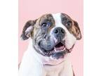 Adopt Pippa - Foster or Adopt Me! a Boxer