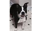 Adopt Bandit a Boston Terrier