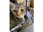 Adopt Acadian a Tabby, American Shorthair