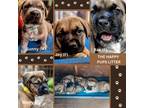 Adopt Happy Pups litter a Boxer, Black Mouth Cur