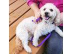 Adopt Maria a Cockapoo