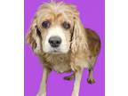 Adopt Emily a Cocker Spaniel