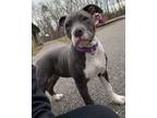 Adopt Minnie a Pit Bull Terrier, American Staffordshire Terrier