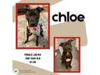 Adopt Chloe a Labrador Retriever