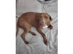 Adopt Poppy a Weimaraner, Vizsla