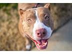 Adopt Julia a Pit Bull Terrier