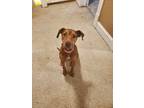 Adopt Maddie a Doberman Pinscher, Pit Bull Terrier