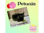 Adopt Petunia a Domestic Short Hair