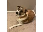 Adopt Zoey a Anatolian Shepherd, Border Collie