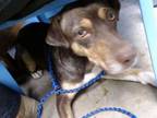 Adopt Tecca a German Shepherd Dog, Doberman Pinscher