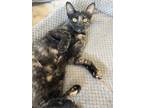 Adopt Rain a Domestic Short Hair